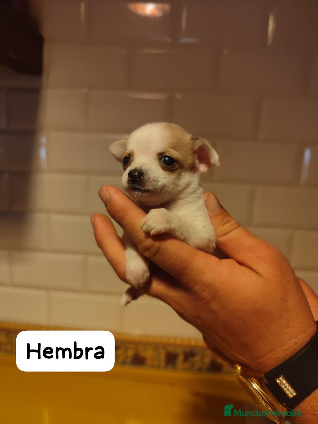 Chihuahua perros en venta: Chihuahua Toy cabeza de manzana  - Imagen 1