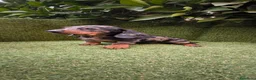 Teckel Miniatura perros en venta: camada teckel  mini de todos los colores  - Anuncio 5