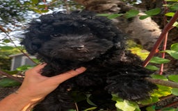 Caniche Toy perros en venta: Caniche negro  - Imagen 3