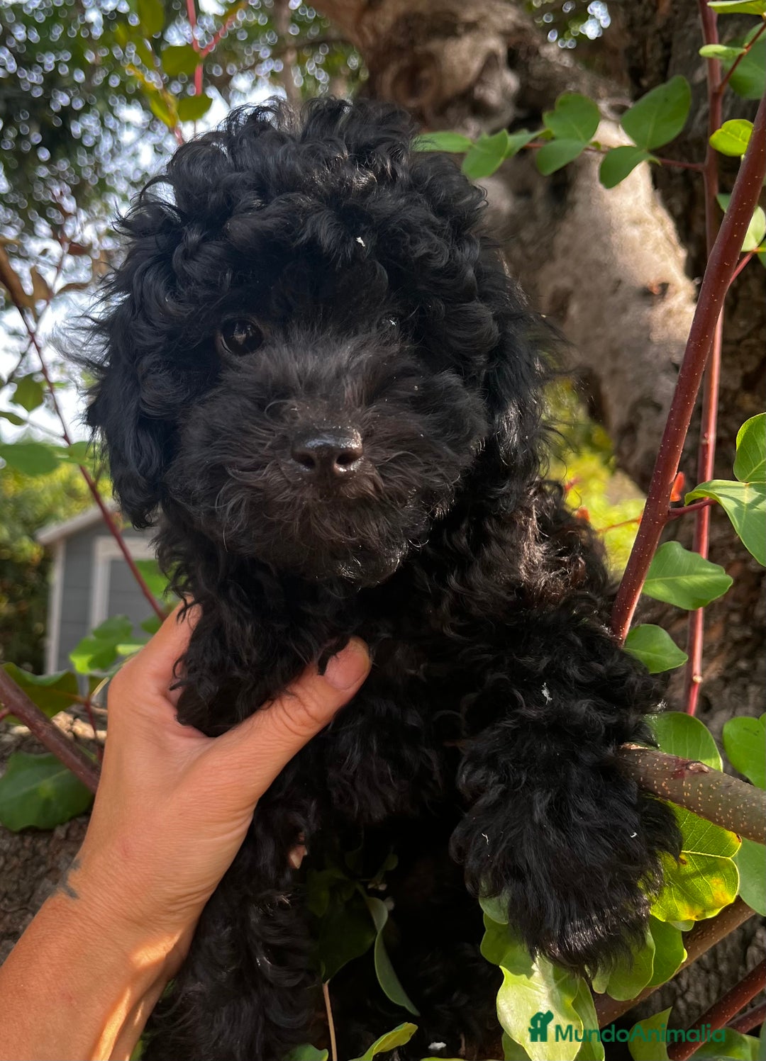 Caniche Toy perros en venta: Caniche negro  - Imagen 3
