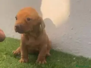 Teckel perros Camada de Teckel - Anuncio 4