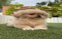 Pekinés perros en venta: PEKINES IMPERIAL - Imagen 16