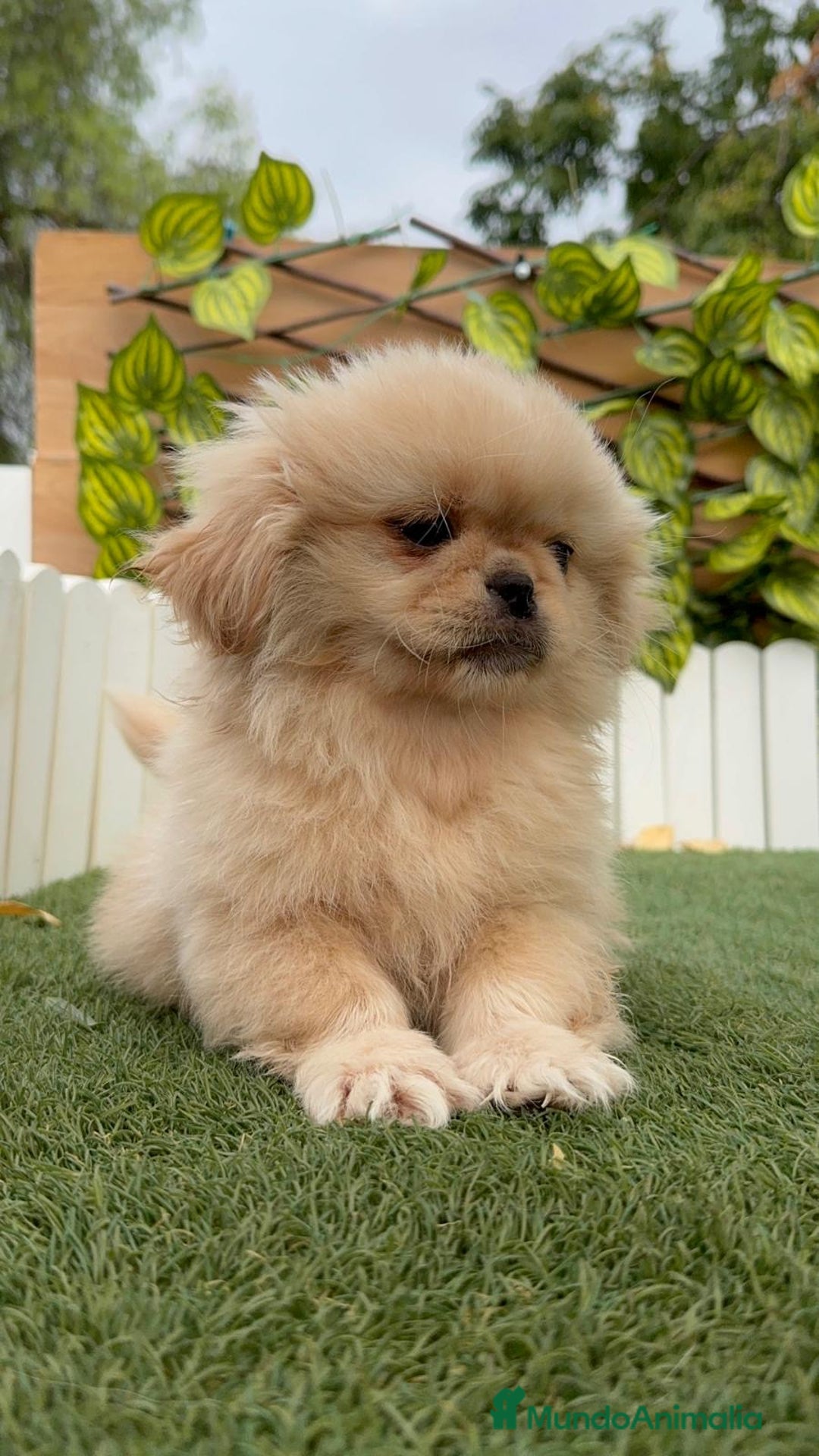 Pekinés perros en venta: PEKINES IMPERIAL - Imagen 16