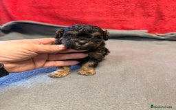 Shihpoo perros en venta: Preciosos ShihPoos de varios colores - Imagen 11