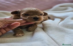 Maltipoo perros en venta: HEMBRITAS MALTIPOO ASIÁTICO  - Imagen 2