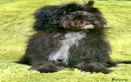 Maltipoo perros en venta: Maltipoo toy macho  - Imagen 1