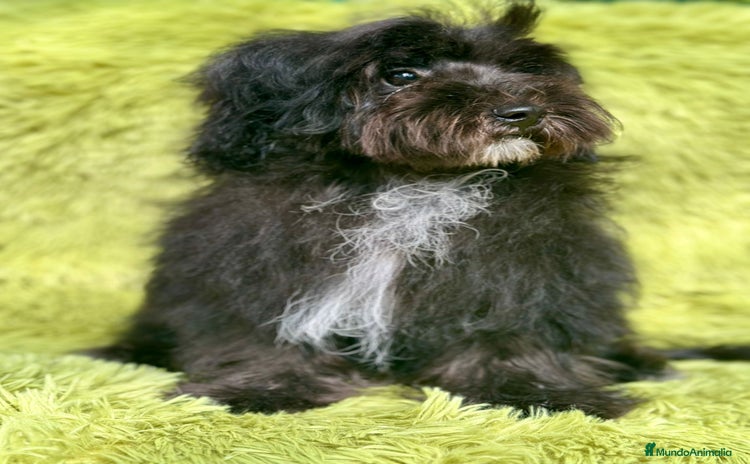 Maltipoo perros - Anuncio 2