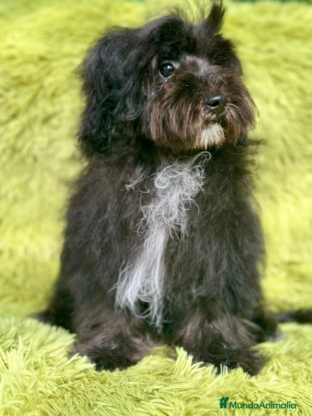 Maltipoo perros en venta: Maltipoo toy macho  - Imagen 1
