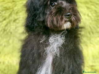Maltipoo perros - Anuncio 38
