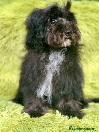 Maltipoo perros - Anuncio 16
