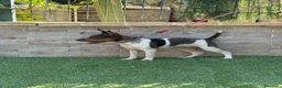 Gos Rater Valencià perros en venta: Cachorra ratonera valenciana arlequín  - Anuncio 5