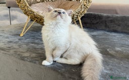 Ragdoll gatos en venta: Camada Ragdoll - Imagen 31