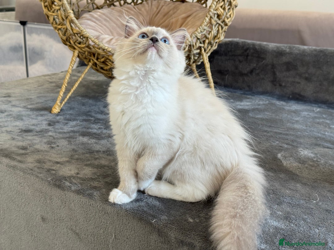 Ragdoll gatos en venta: Camada Ragdoll - Imagen 31