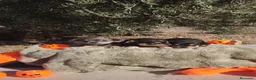 Chihuahua perros en venta: Gran camada de CHIHUAHUA. - Anuncio 4