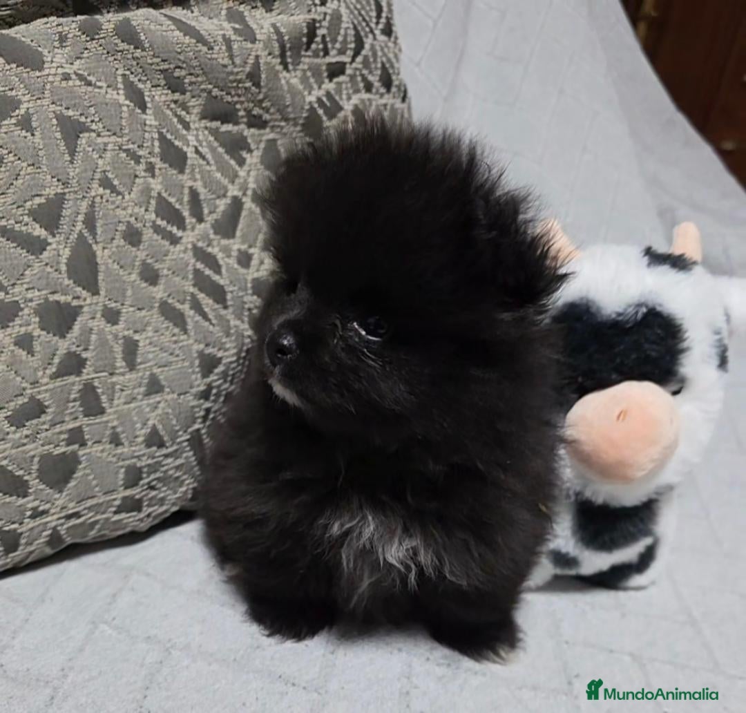 Pomerania perros Preciosa Lulú Pomerania Toy  - Anuncio 2