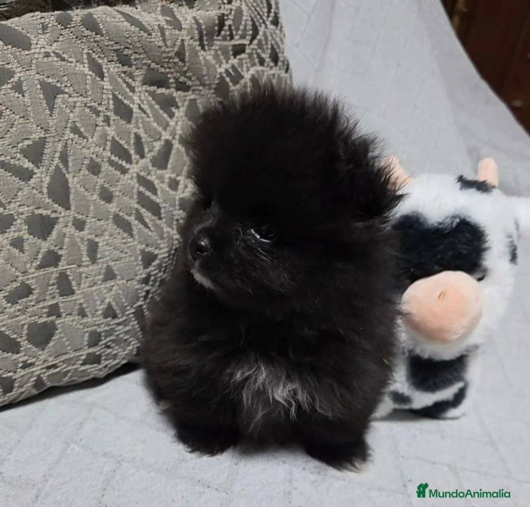 Pomerania perros en venta: Preciosa Lulú Pomerania Toy  - Anuncio 2