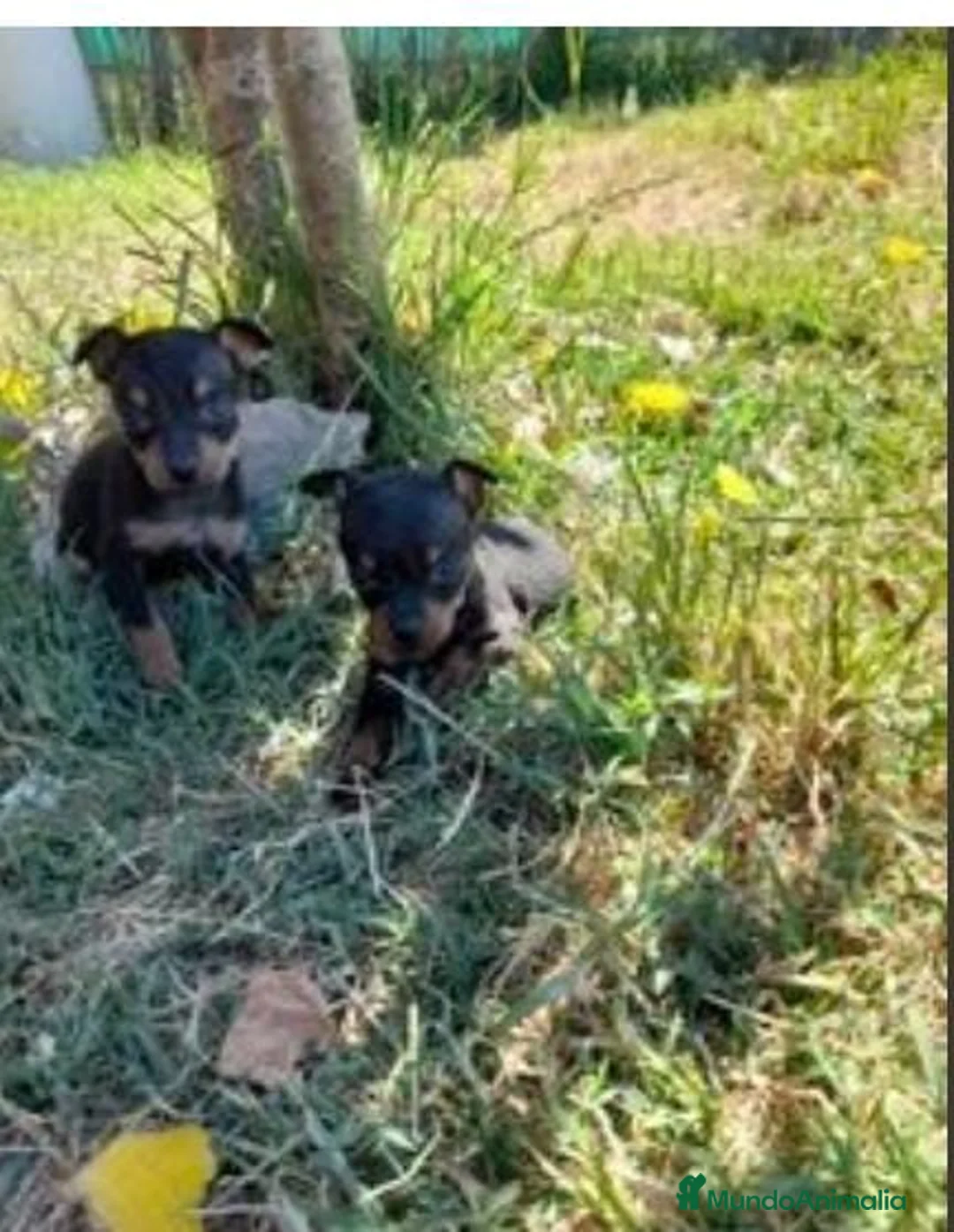 Pinscher Miniatura perros en venta: Pincher super miniatura en Badajoz - Anuncio 2
