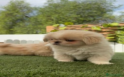 Pekinés perros en venta: PEKINES HEMBRAS - Imagen 24