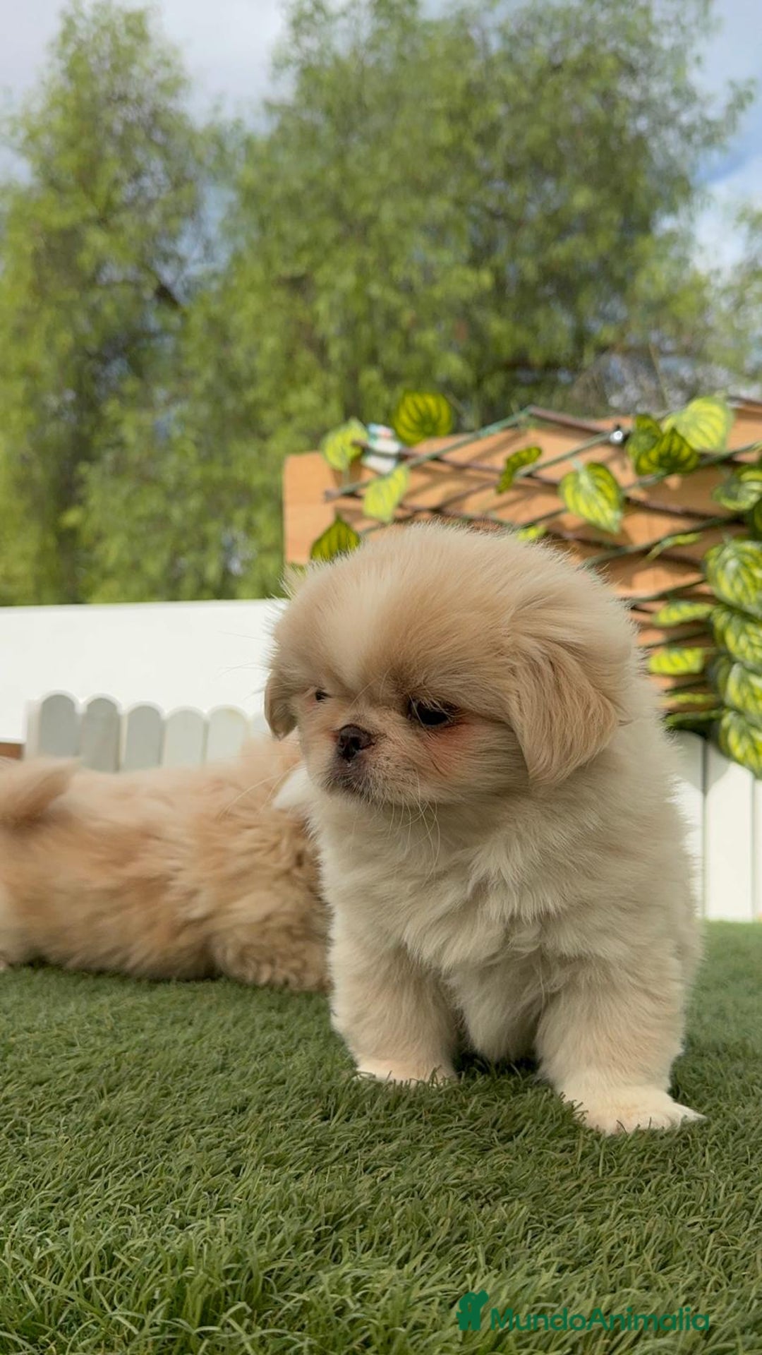 Pekinés perros en venta: PEKINES HEMBRAS - Imagen 24