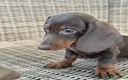 Teckel Miniatura perros en venta: Teckel miniatura  - Imagen 9