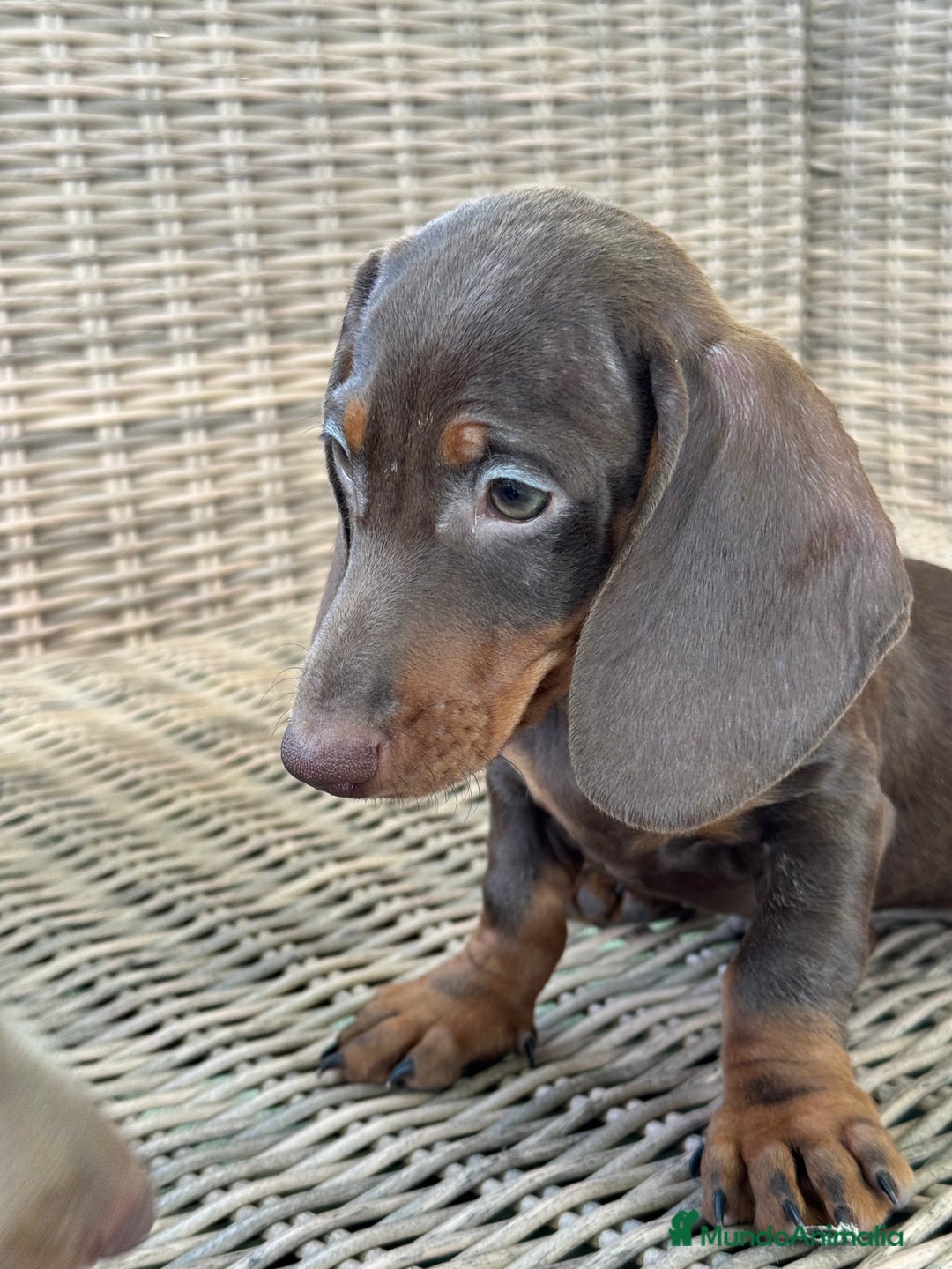 Teckel Miniatura perros en venta: Teckel miniatura  - Imagen 9