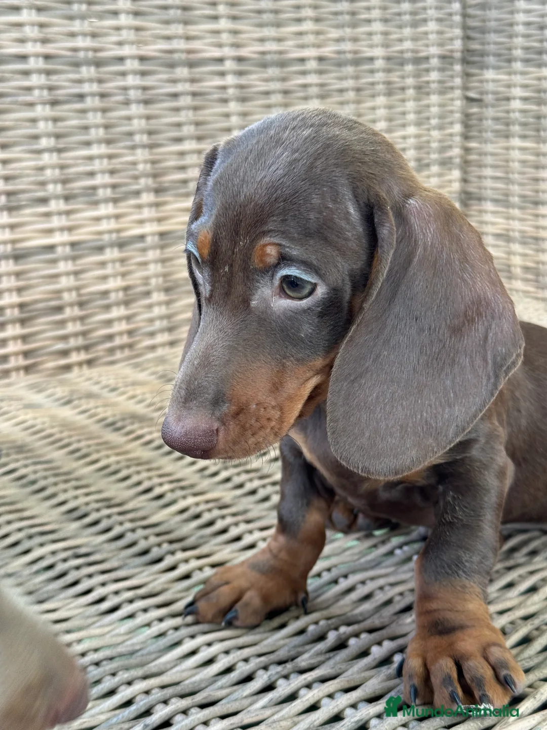 Teckel Miniatura perros en venta: Teckel miniatura  - Anuncio 9