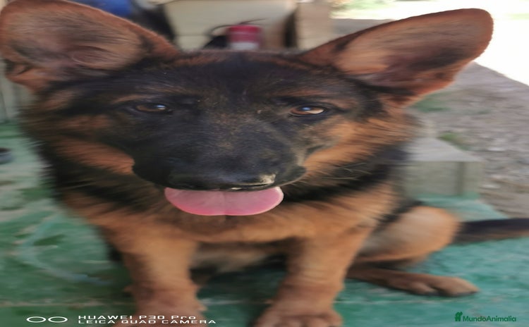 Pastor Alemán perros en Pontevedra - Propaganda 5