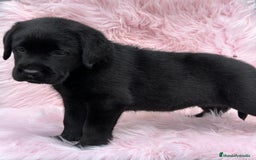 Labrador Retriever perros en venta: EXCELENTE LÍNEA LABRADOR NEGRO SOLIDO - Imagen 2