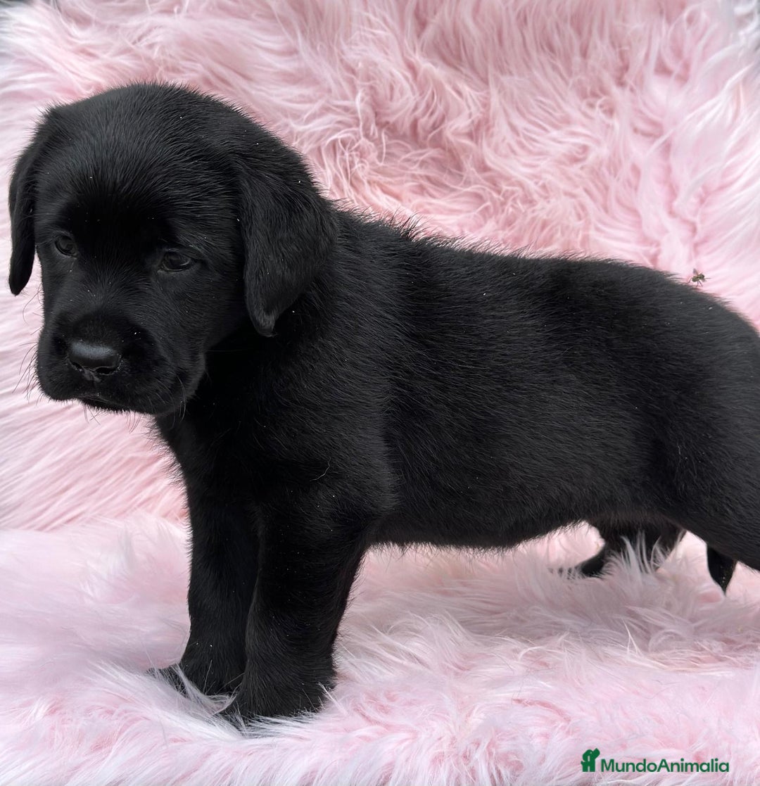 Labrador Retriever perros en venta: EXCELENTE LÍNEA LABRADOR NEGRO SOLIDO - Imagen 2