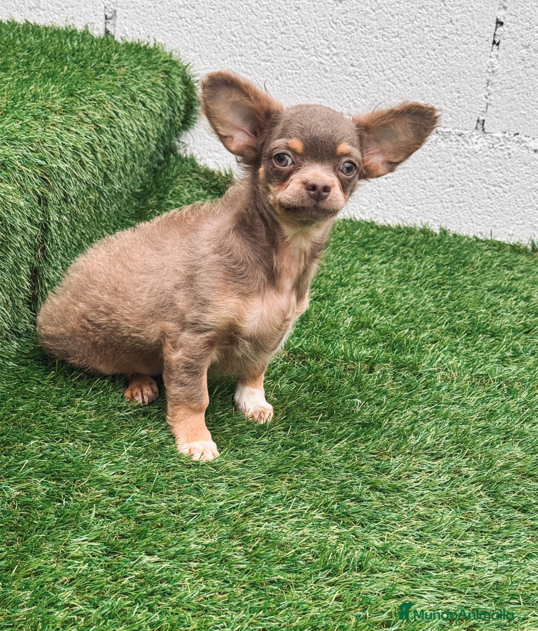 Chihuahua perros CHIHUAHUA LILAC MACHO - Anuncio 1