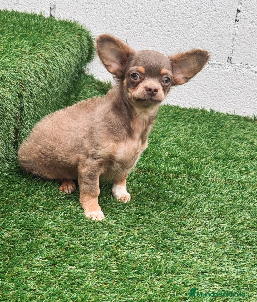Chihuahua perros en venta: CHIHUAHUA LILAC MACHO - Anuncio 1