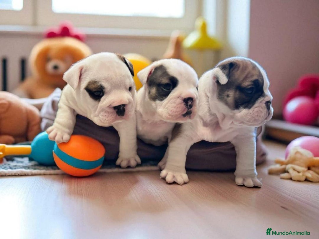 Bulldog Inglés perros en venta: Bulldog Ingles  - Imagen 2