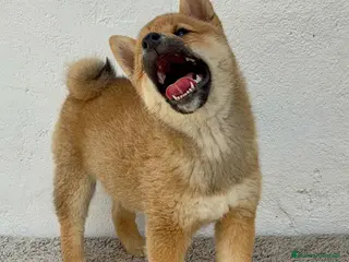 Shiba Inu perros Shiba inu hembra - Anuncio 2
