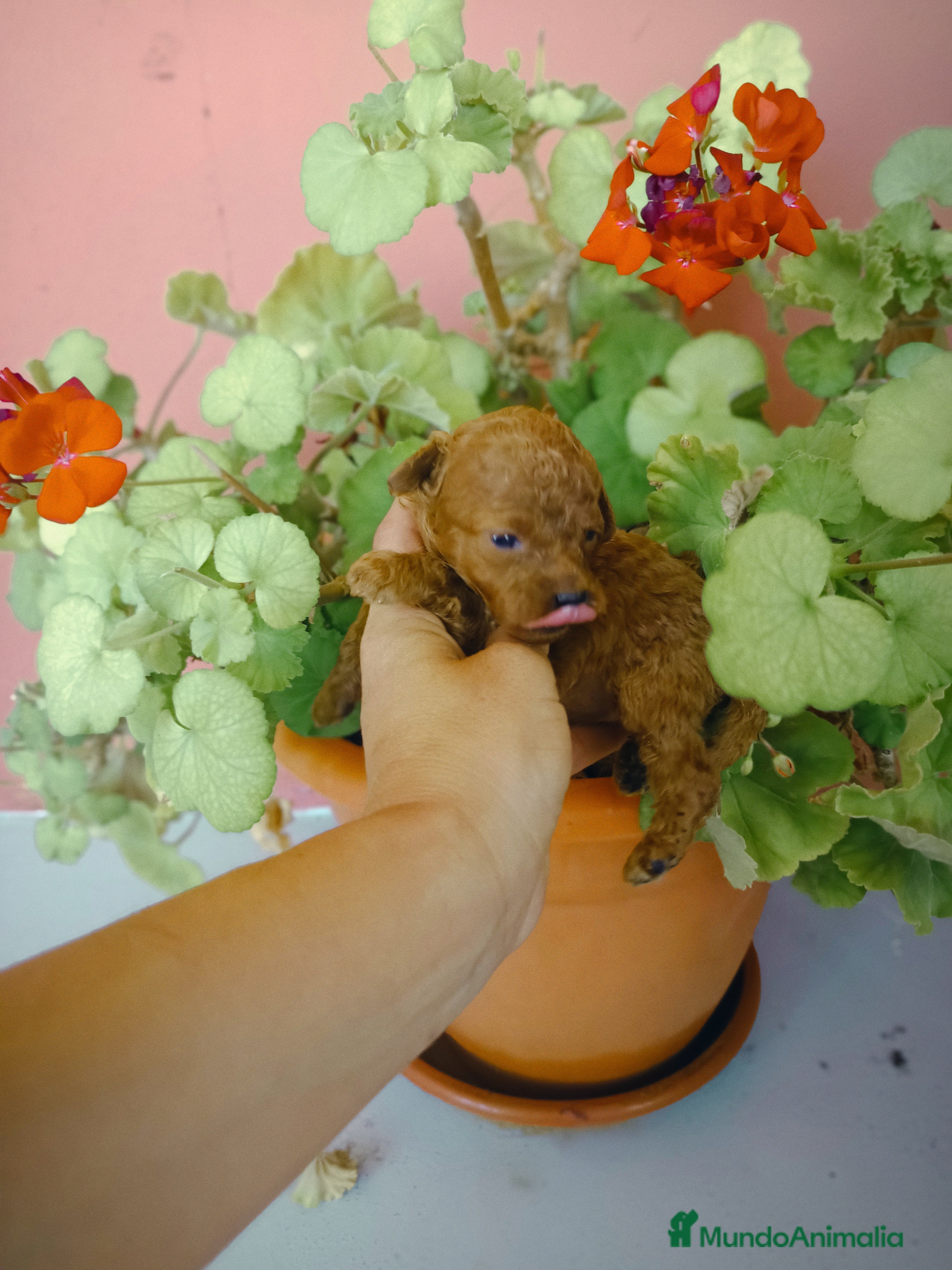 Caniche Toy perros Caniche toy - Anuncio 4