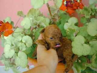 Caniche Toy perros - Anuncio 3