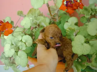 Caniche Toy perros Caniche toy - Anuncio 26