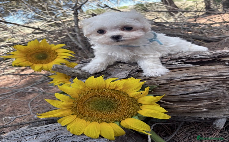 Bichón Maltés perros - Propaganda 1