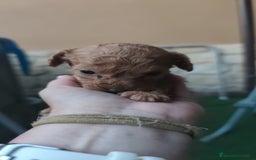 Caniche Enano perros en venta: Camada de caniche rojo - Imagen 11