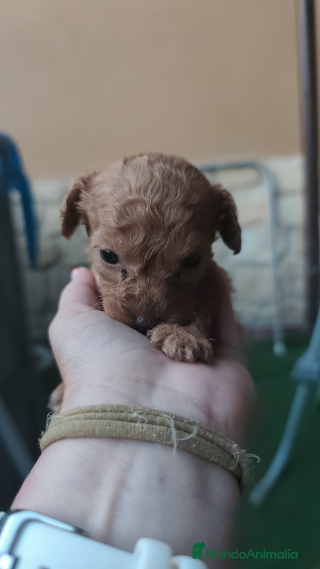 Caniche Enano perros en venta: Camada de caniche rojo - Imagen 11