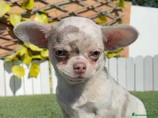 Chihuahua perros CHIHUAHUA MERLE - Anuncio 1