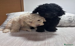 Perro de Agua Español perros en venta: Hembras de perro de agua disponibles.  - Imagen 3