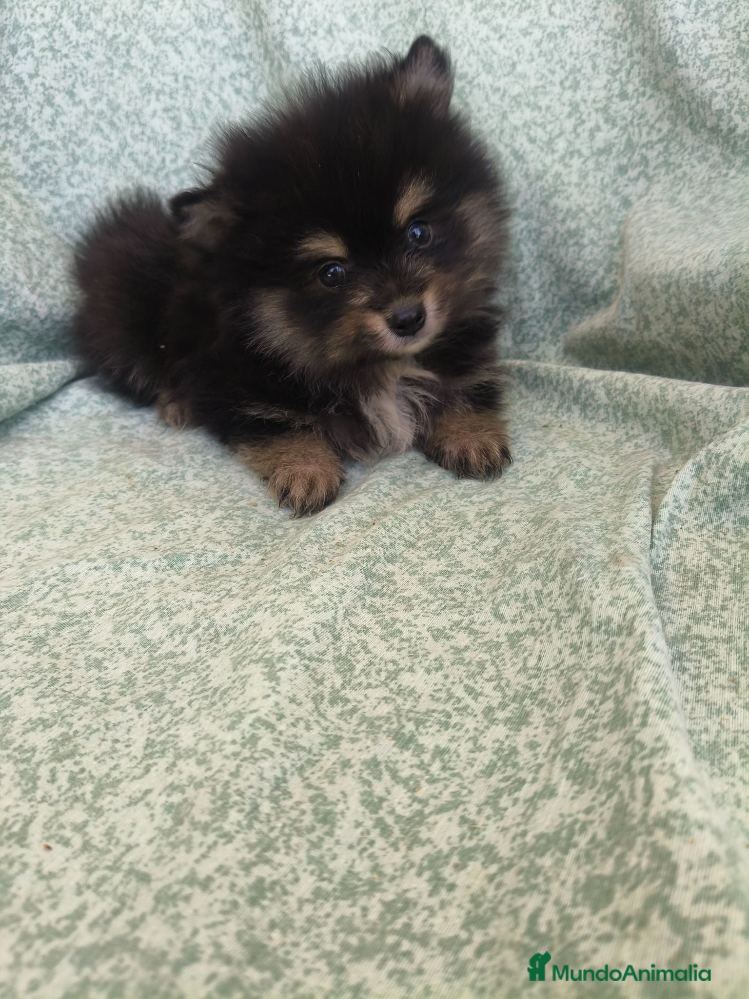 Pomerania perros Pomerania - Anuncio 15