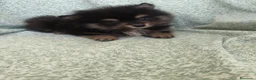 Pomerania perros en venta: Pomerania - Anuncio 9