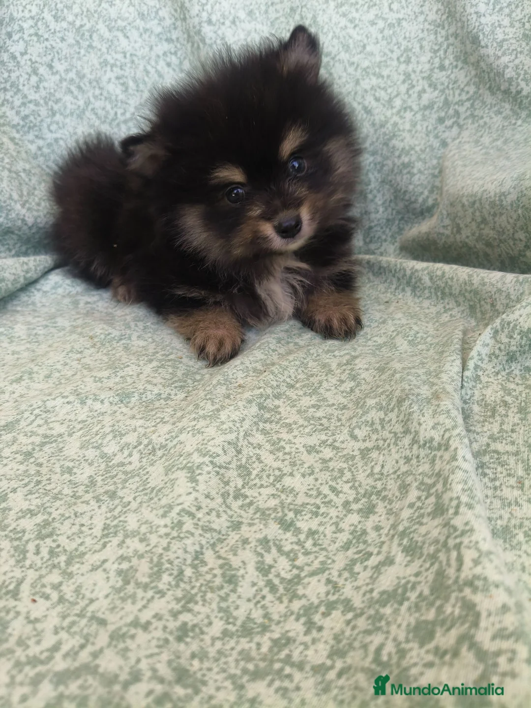 Pomerania perros en venta: Pomerania - Anuncio 1