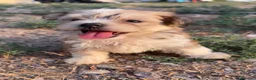 Morkie perros en venta: CACHORROS MORKIE  - Anuncio 1