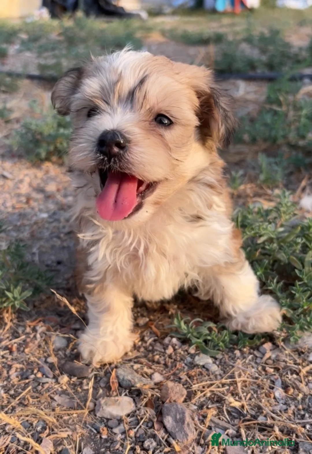 Morkie perros en venta: CACHORROS MORKIE  - Anuncio 1