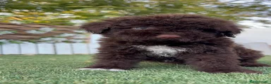 Perro de Agua Español 3