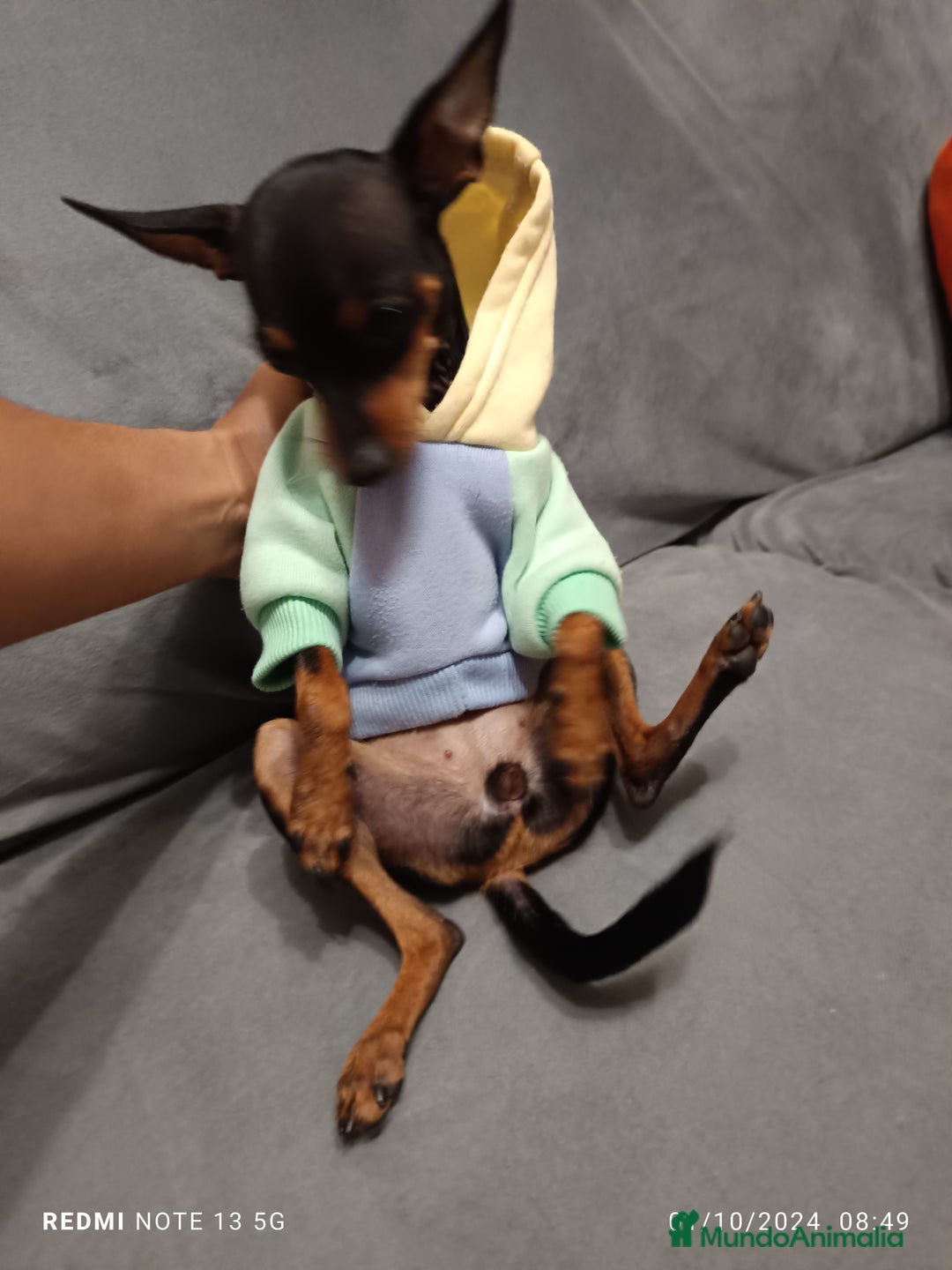 Pinscher Miniatura perros en venta: Pinscher miniatura - Imagen 4