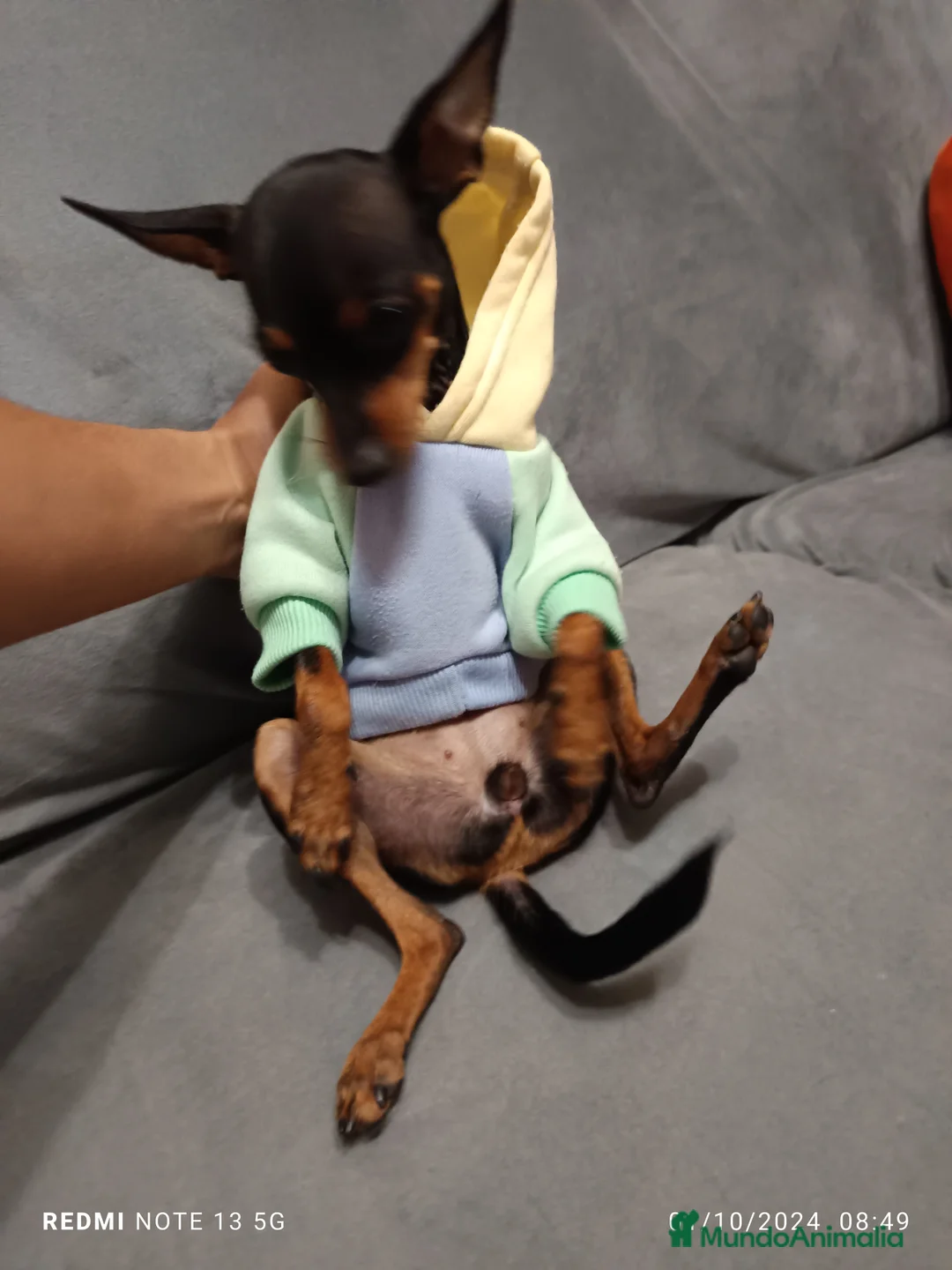 Pinscher Miniatura perros en venta: Pinscher miniatura - Anuncio 4