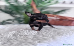 Pinscher Miniatura perros en venta: MINI PINSCHER MUNIATURA - Anuncio 21